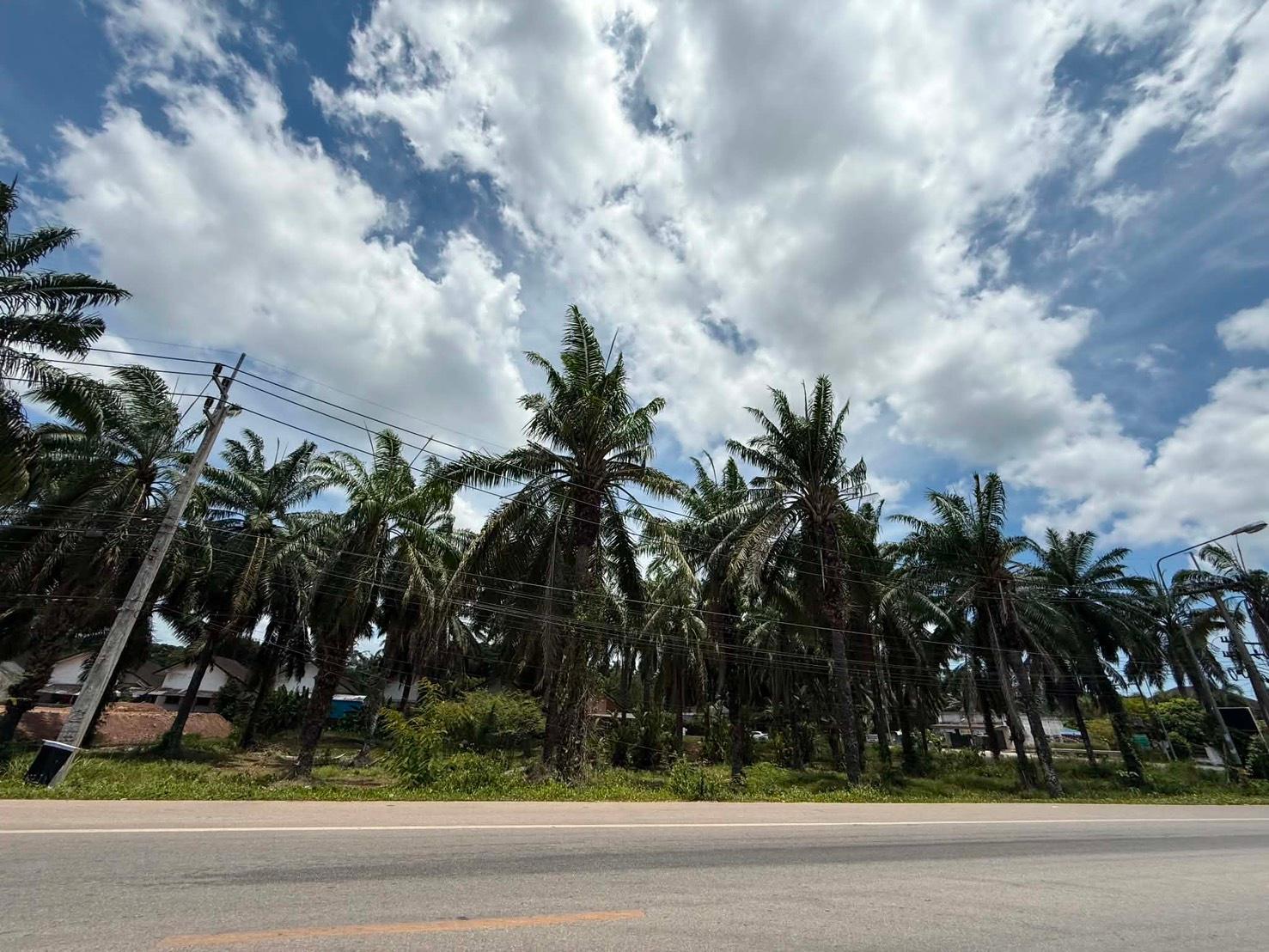ที่ดินให้เช่าเมืองชุมพร 2 ไร่ 3 งาน 40 ตร.ว. ทำเลดี สัญญา 20 ปี พร้อมให้คุณปักหลักสร้างธุรกิจ! - 2