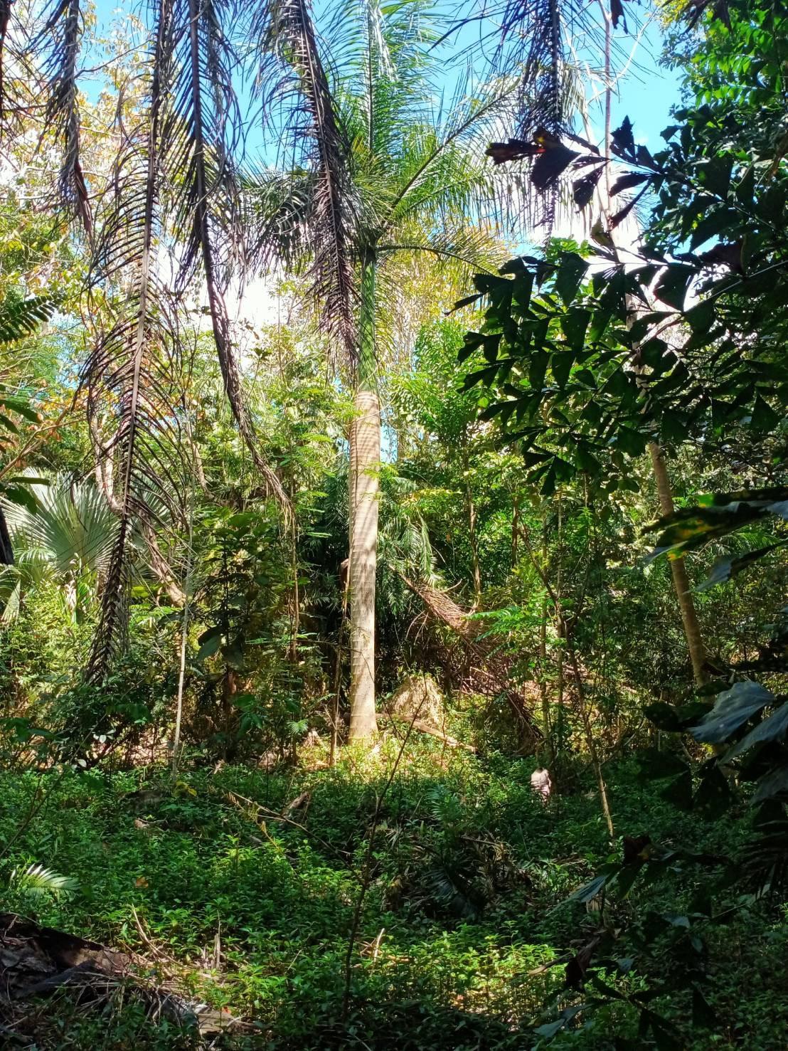 ขายที่ดินผืนใหญ่พร้อมสวนป่าเบญจพรรณและลำห้วยธรรมชาติล้อมรอบ 21 ไร่เศษ ทำเลทองตลิ่งงาม เกาะสมุย เหมาะสร้างอีโครีสอร์ตหรือคฤหาสน์ส่วนตัว - 18