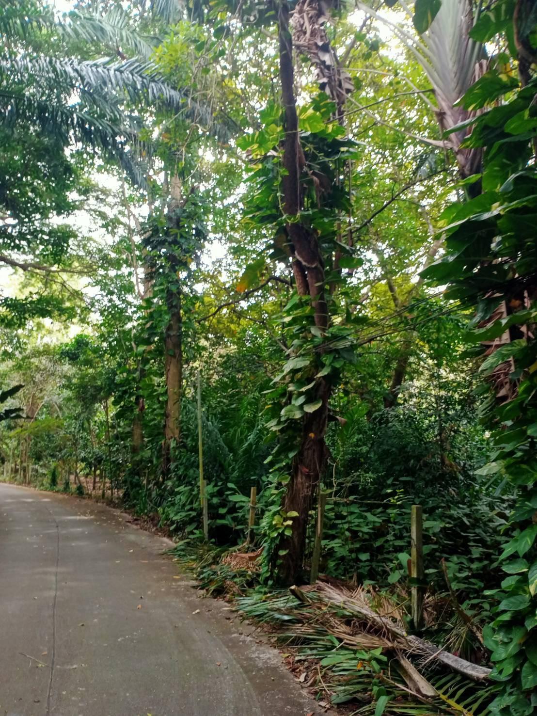ขายที่ดินผืนใหญ่พร้อมสวนป่าเบญจพรรณและลำห้วยธรรมชาติล้อมรอบ 21 ไร่เศษ ทำเลทองตลิ่งงาม เกาะสมุย เหมาะสร้างอีโครีสอร์ตหรือคฤหาสน์ส่วนตัว - 31