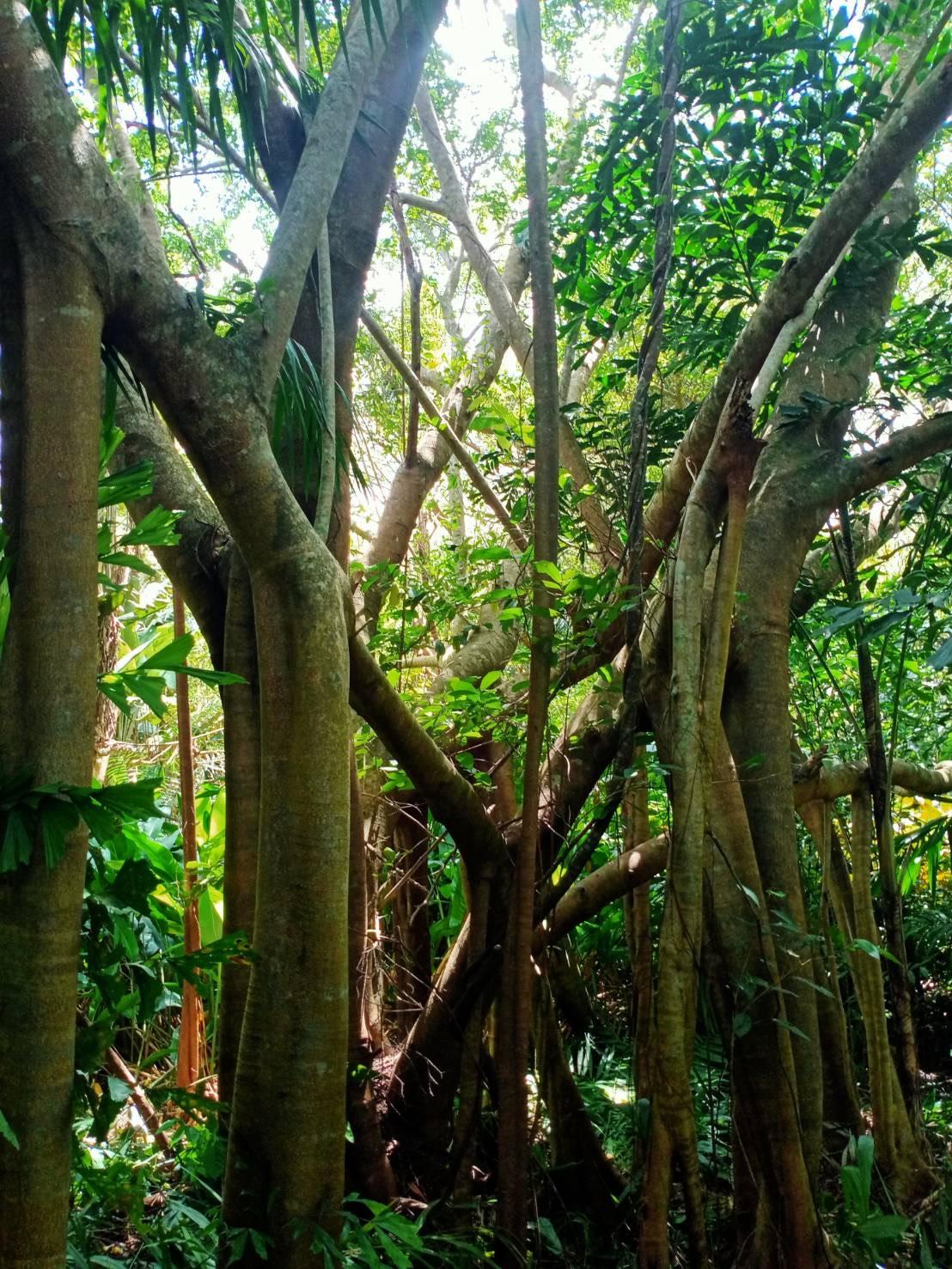 ขายที่ดินผืนใหญ่พร้อมสวนป่าเบญจพรรณและลำห้วยธรรมชาติล้อมรอบ 21 ไร่เศษ ทำเลทองตลิ่งงาม เกาะสมุย เหมาะสร้างอีโครีสอร์ตหรือคฤหาสน์ส่วนตัว - 9