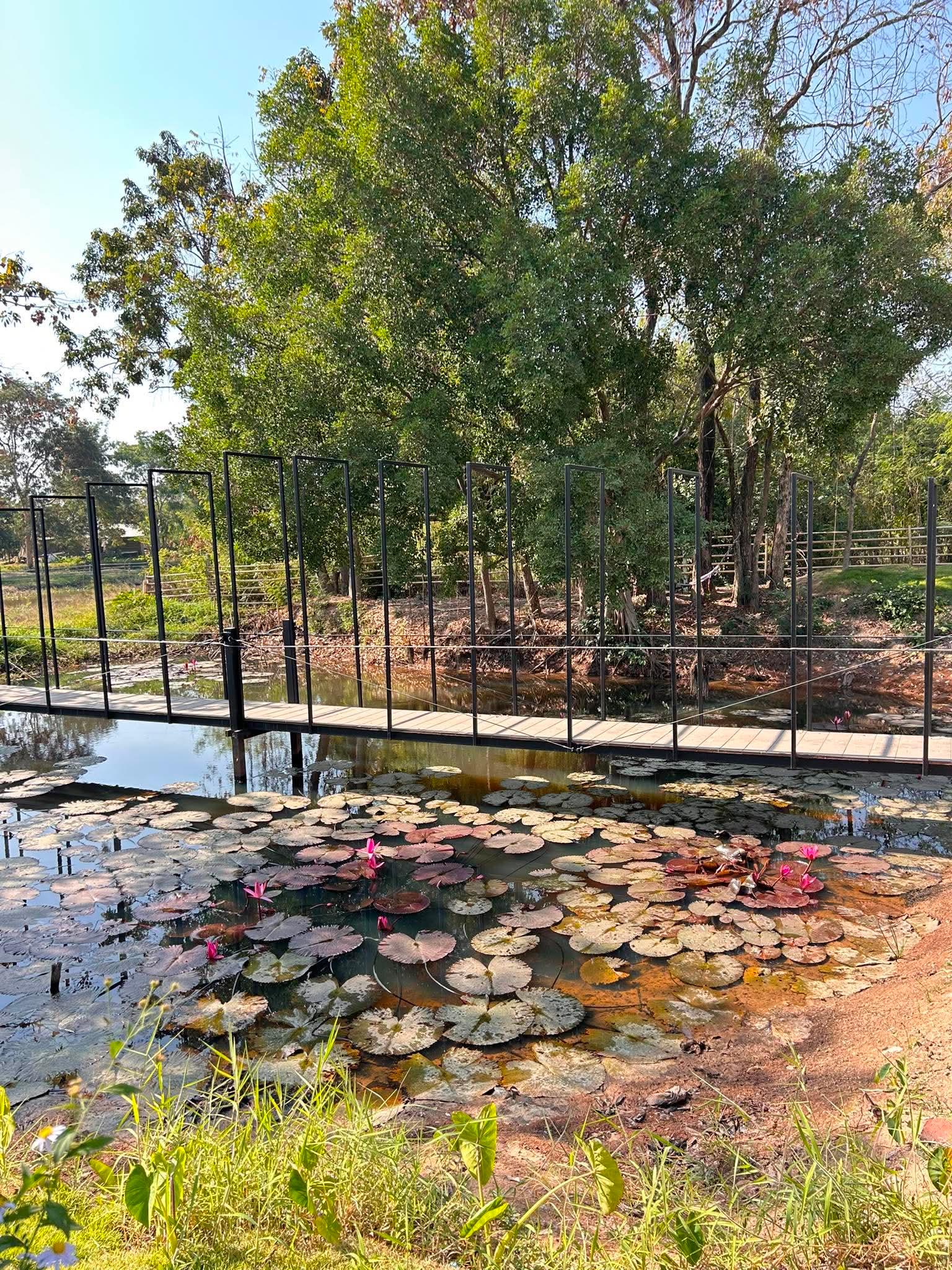 ขายบ้านสวนดอนกระทิง บ้านเดี่ยว 2 ชั้น สร้างใหม่สไตล์พูลวิลล่าลักชัวรีผสมผสานคาเฟ่ เนื้อที่ดินเกือบ 3 ไร่เต็ม - 5