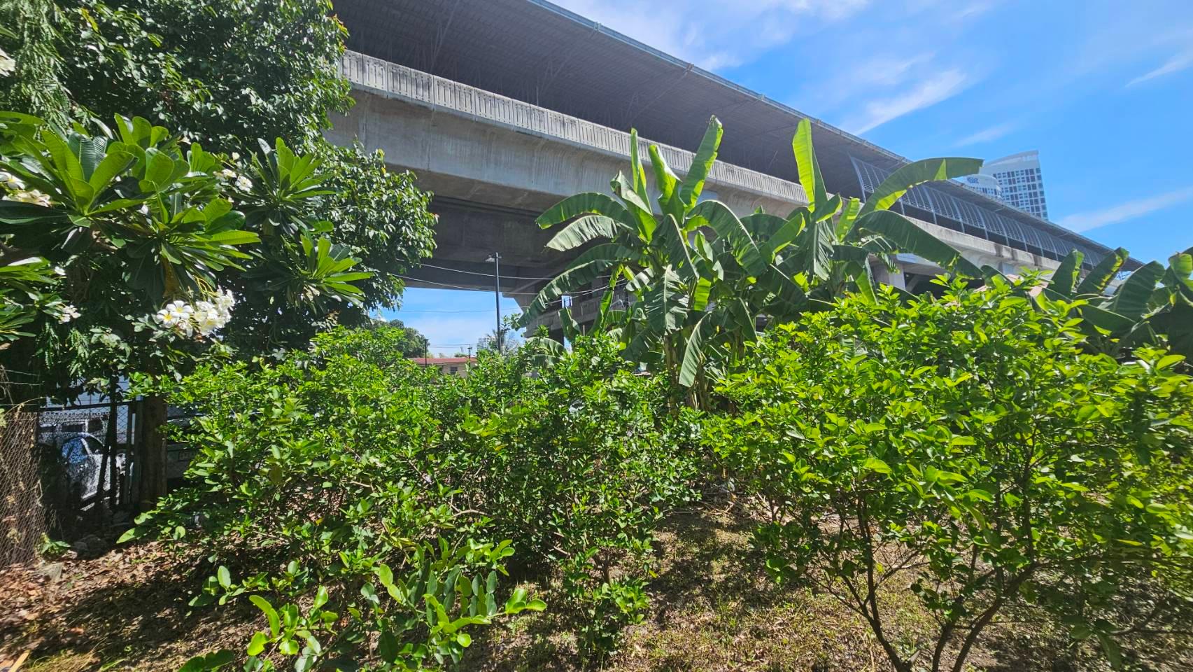 ขายที่ดินเปล่าแปลงสวย 101 ตารางวา ซอยสงบสุข ทำเลทองติด ARL/MRT หัวหมาก และติดตลาด เดินทางสะดวก สังคมสงบน่าอยู่ - 5