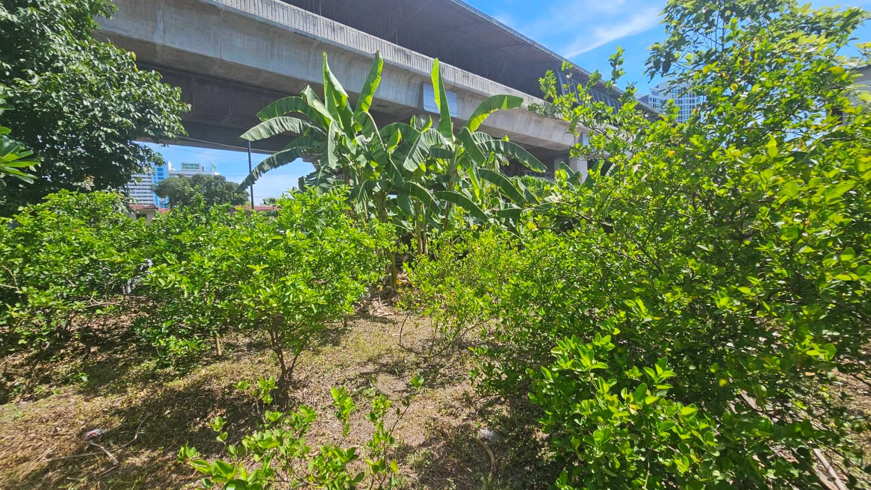 ขายที่ดินเปล่าแปลงสวย 101 ตารางวา ซอยสงบสุข ทำเลทองติด ARL/MRT หัวหมาก และติดตลาด เดินทางสะดวก สังคมสงบน่าอยู่ - 8