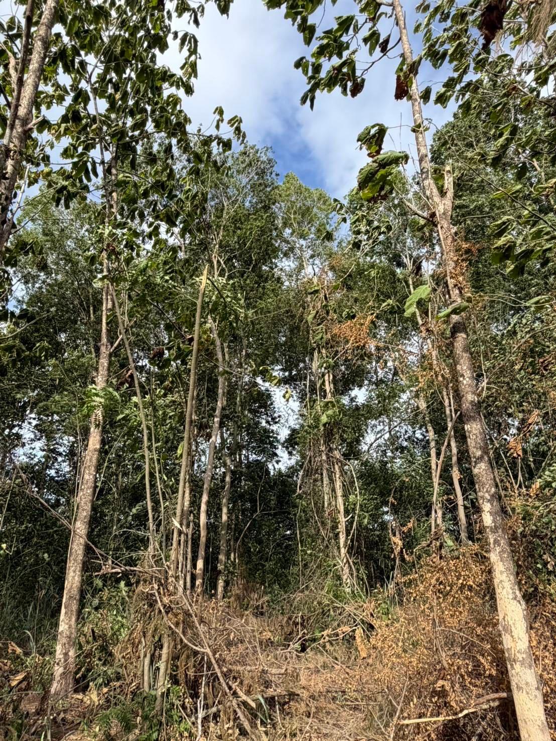 ขายที่ดินสวนผึ้ง ราชบุรี 10 ไร่ 1 งาน 67 ตร.ว. โฉนดครุฑแดง เหมาะสำหรับทำธุรกิจรีสอร์ต คาเฟ่ในสวนป่า และโฮมสเตย์เชิงธรรมชาติ (ติดถนนลาดยาง น้ำ-ไฟครบ) ขายแยกแปลง /ขายยกแปลง - 2