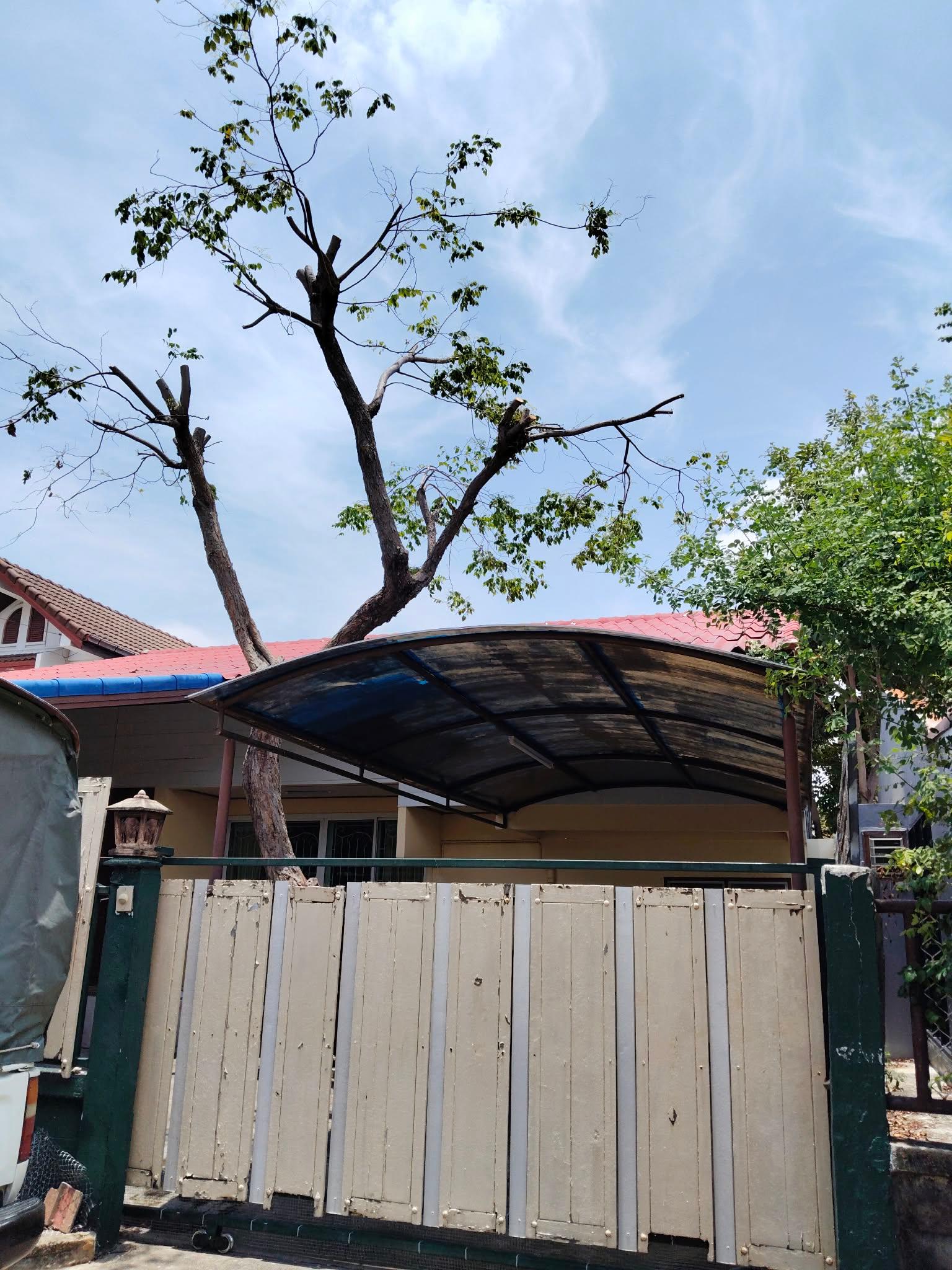 ขายบ้านเดี่ยวชั้นเดียว หมู่บ้านศรีนครพัฒนา นวมินทร์ 24 เนื้อที่ 61 ตร.ว. ใกล้เดอะมอลล์บางกะปิ 3.55 ลบ. - 1